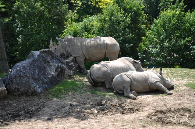 min 2013 07 06 beauval 172